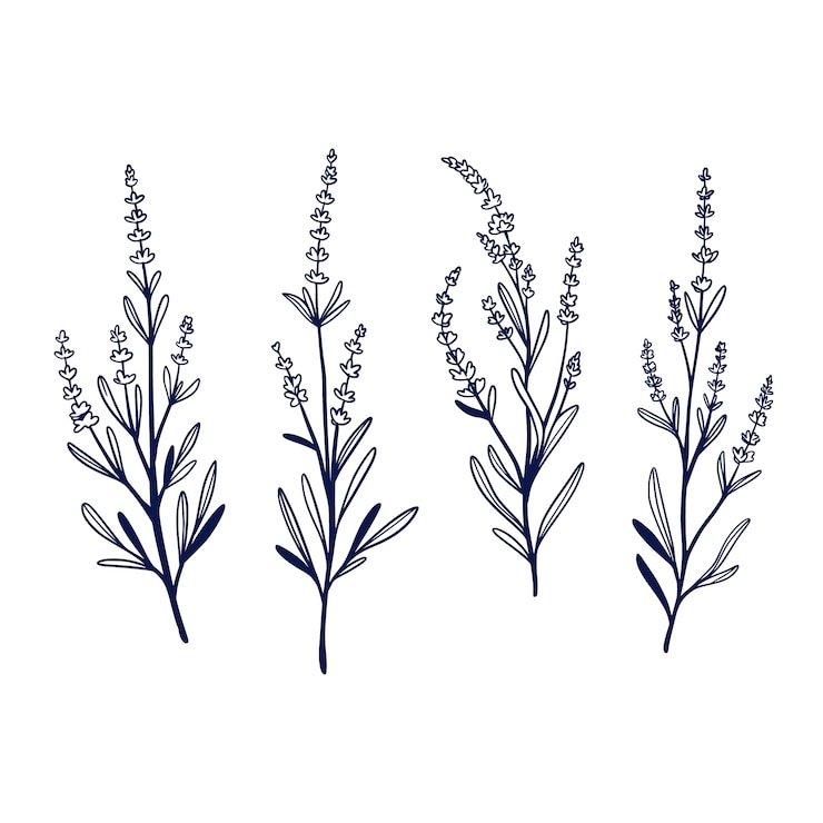 Vector gratuito ilustración del contorno de la lavanda dibujada a mano