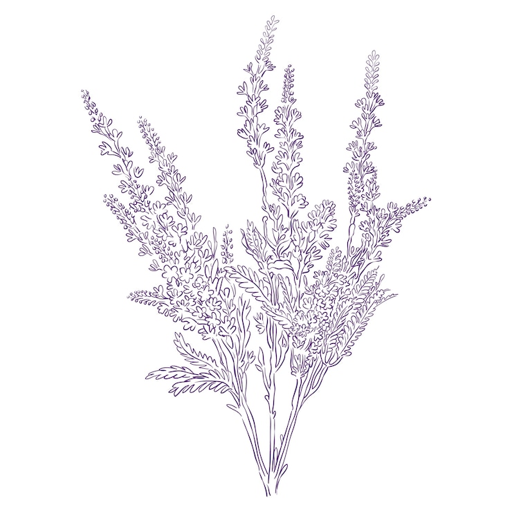 Vector gratuito ilustración del contorno de la lavanda dibujada a mano