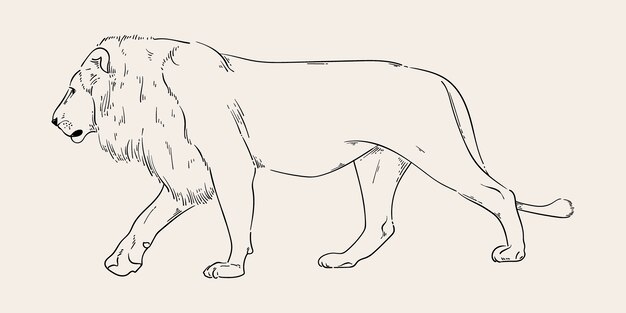 Ilustración de contorno de león dibujado a mano