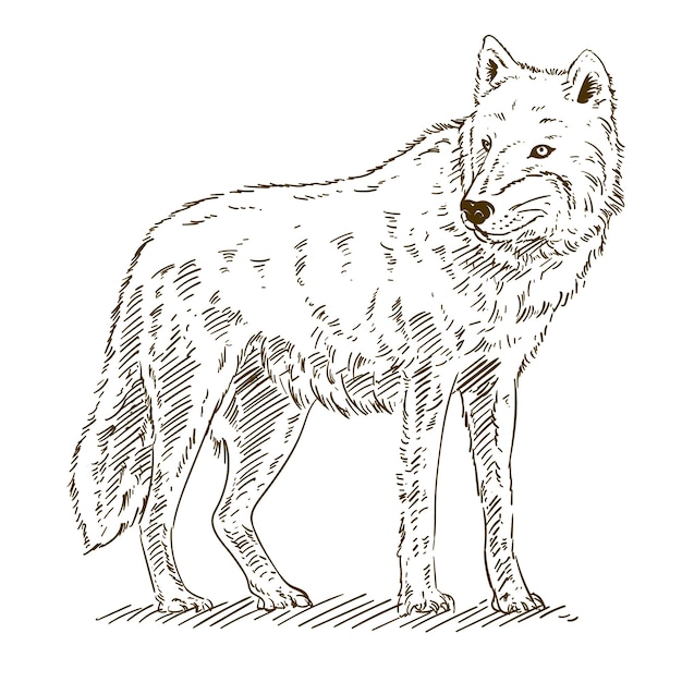 Ilustración de contorno de lobo dibujado a mano