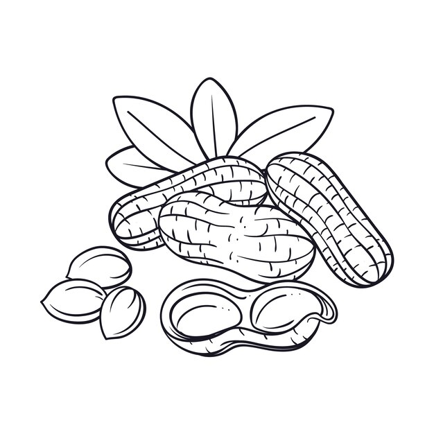 Ilustración del contorno del maní dibujada a mano