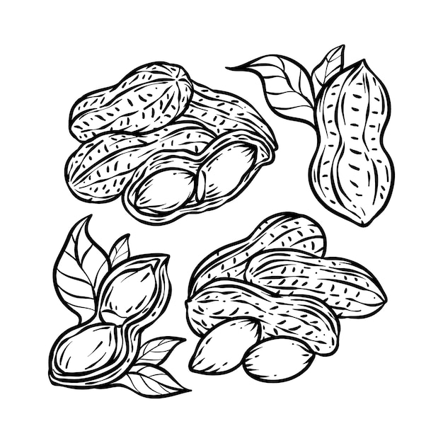 Ilustración de contorno de maní dibujado a mano