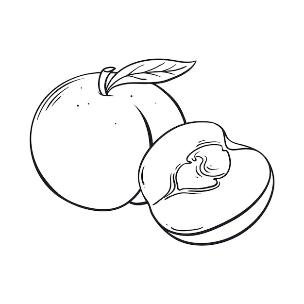 Ilustración de contorno de melocotón dibujado a mano