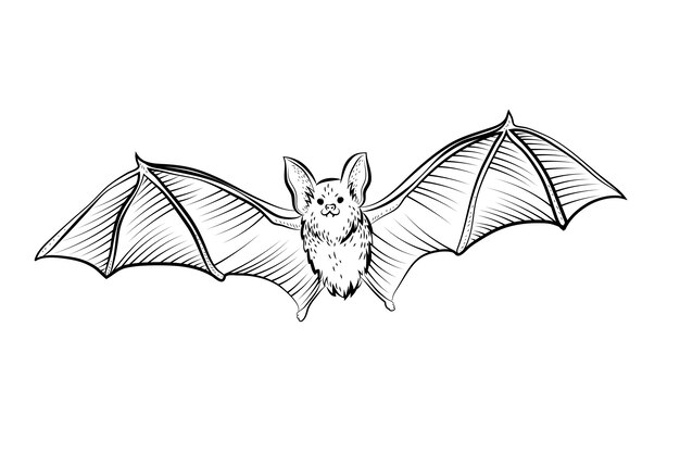 Ilustración de contorno de murciélago dibujado a mano