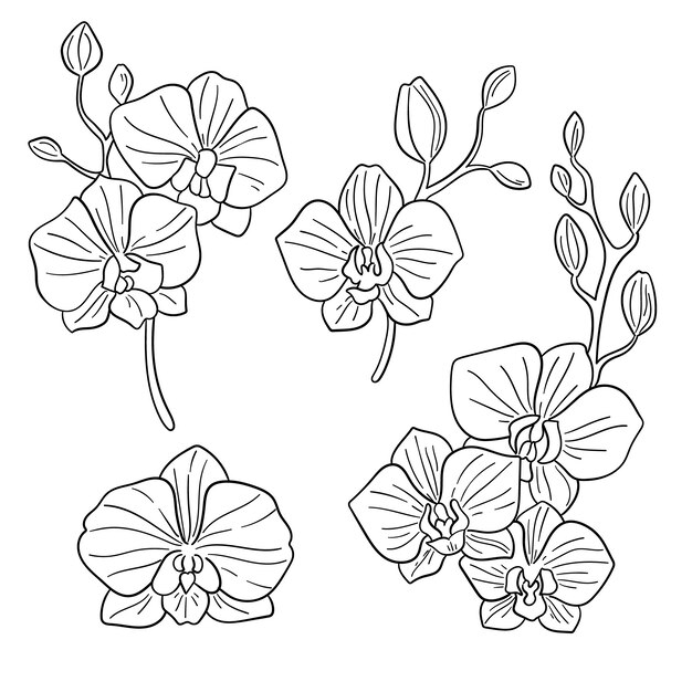 Ilustración de contorno de orquídea dibujada a mano