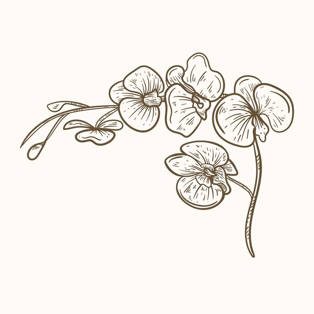 Ilustración del contorno de la orquídea dibujada a mano
