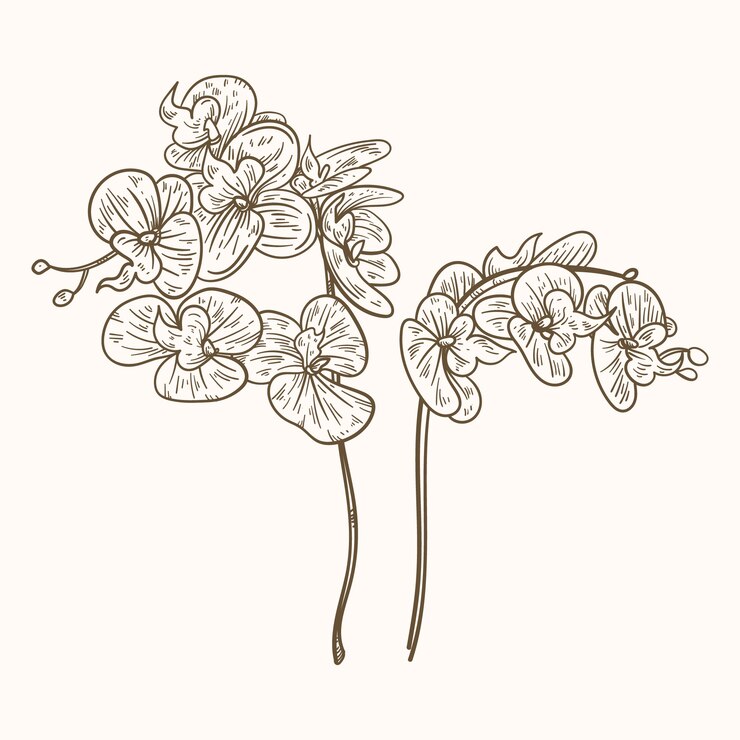 Vector gratuito ilustración de contorno de orquídea dibujada a mano