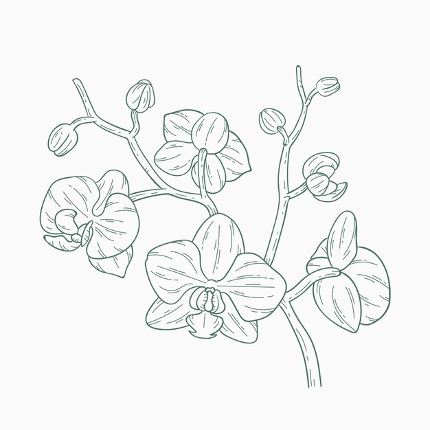 Ilustración de contorno de orquídea dibujada a mano