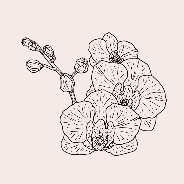 Ilustración de contorno de orquídea dibujada a mano