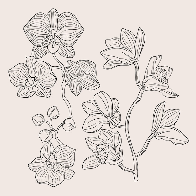 Ilustración de contorno de orquídea dibujada a mano