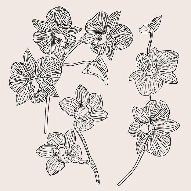 Ilustración del contorno de la orquídea dibujada a mano