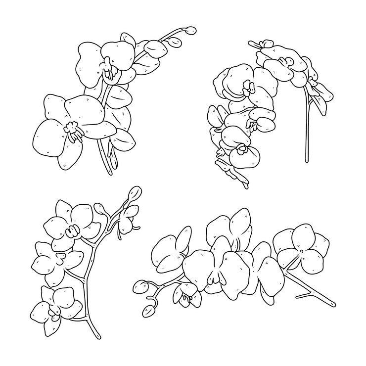 Vector gratuito ilustración de contorno de orquídea dibujada a mano