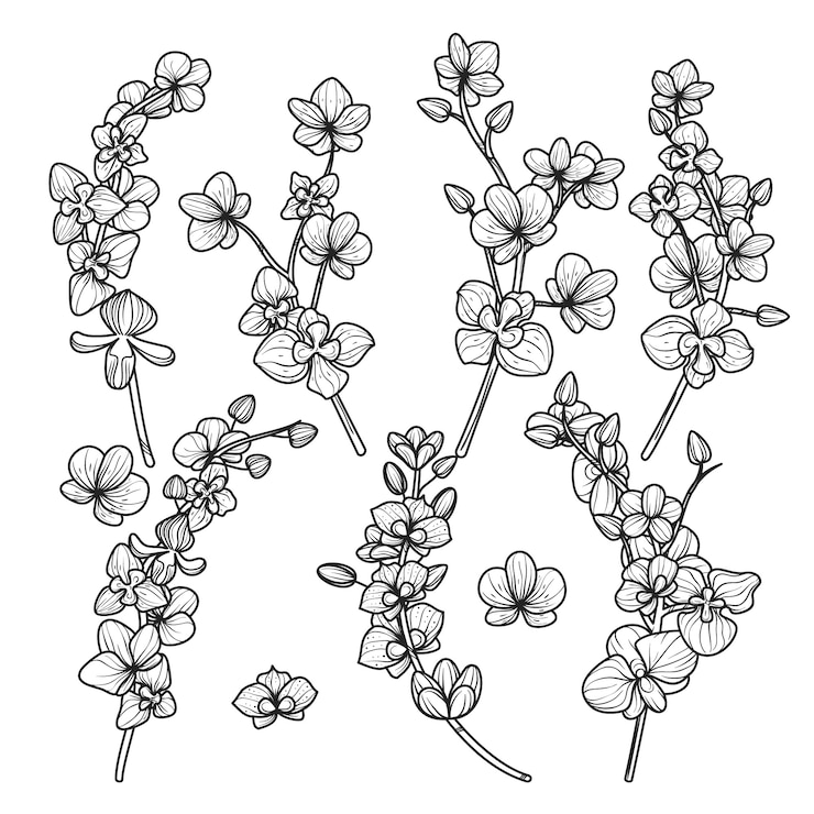 Vector gratuito ilustración del contorno de la orquídea dibujada a mano