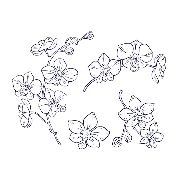 Ilustración de contorno de orquídea dibujada a mano