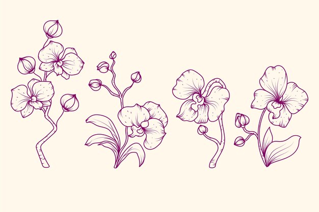 Ilustración de contorno de orquídea dibujada a mano