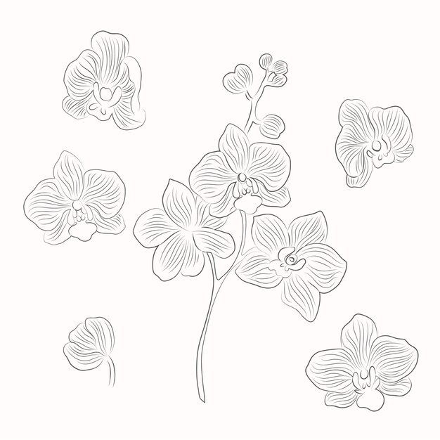 Ilustración de contorno de orquídea dibujada a mano