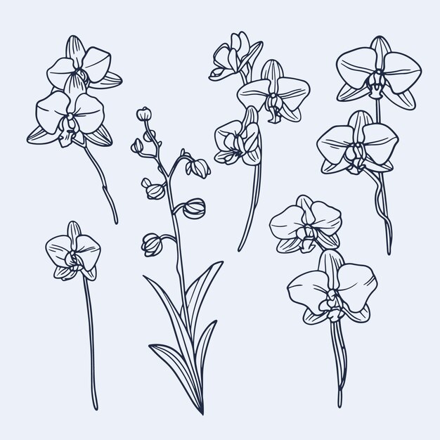 Ilustración de contorno de orquídea dibujada a mano