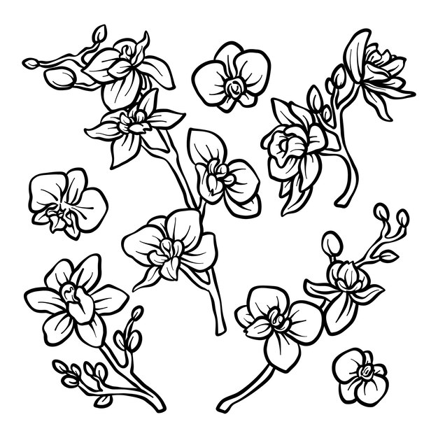 Ilustración de contorno de orquídea dibujada a mano