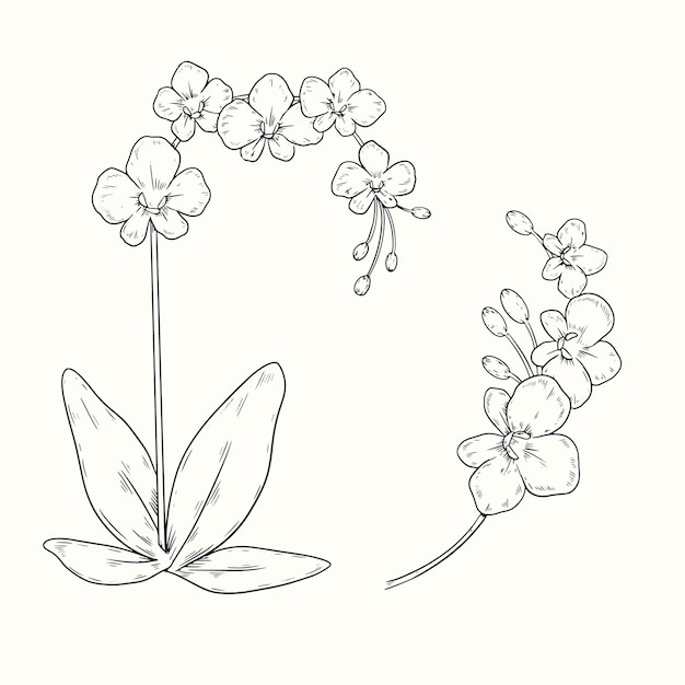 Ilustración de contorno de orquídea dibujada a mano