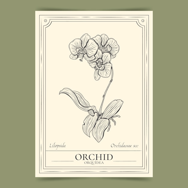 Vector gratuito ilustración de contorno de orquídea dibujada a mano