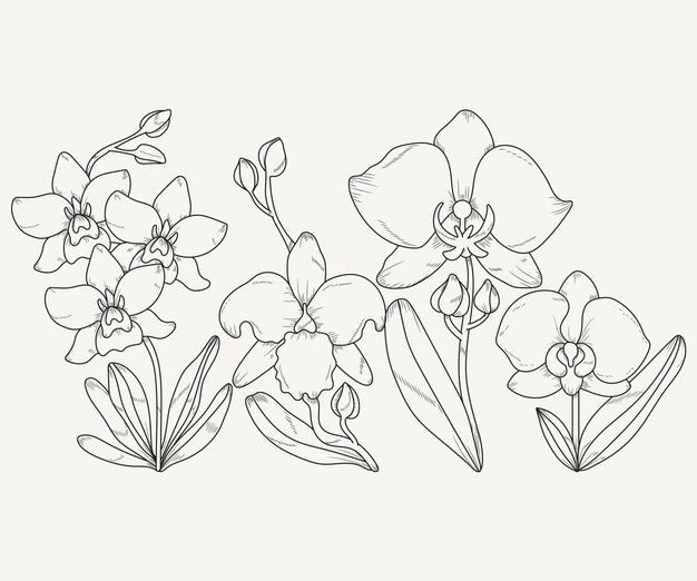 Ilustración de contorno de orquídea dibujada a mano