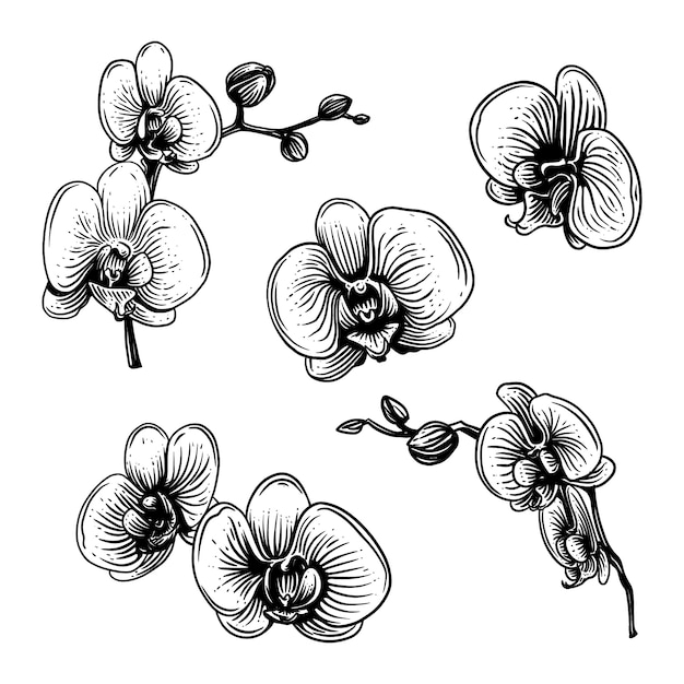 Vector gratuito ilustración de contorno de orquídea dibujada a mano