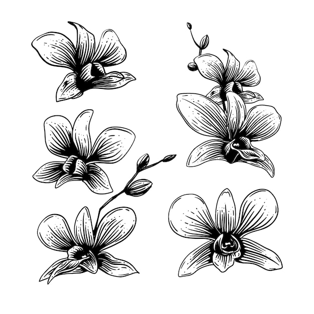 Ilustración de contorno de orquídea dibujada a mano