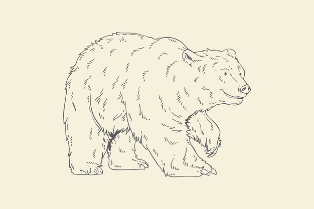 Ilustración de contorno de oso dibujado a mano