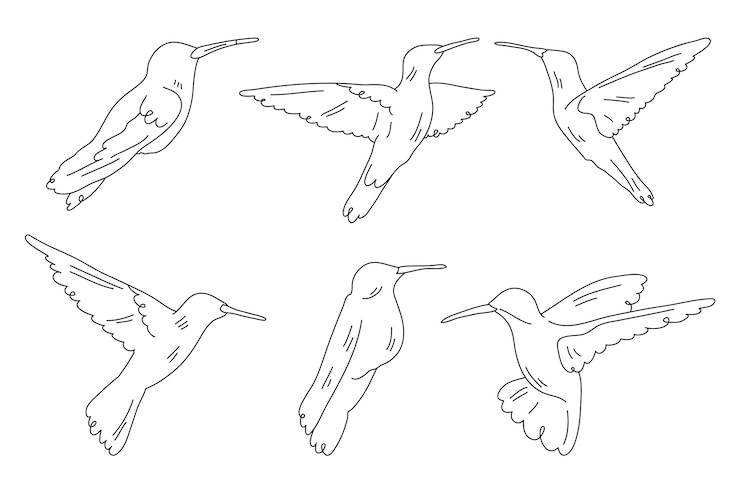 Vector gratuito ilustración del contorno de un pájaro dibujada a mano
