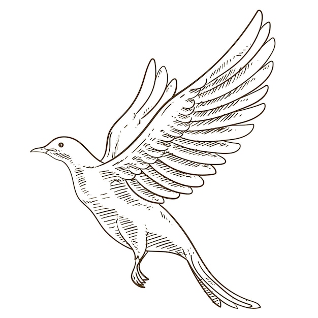 Ilustración de contorno de pájaro dibujado a mano