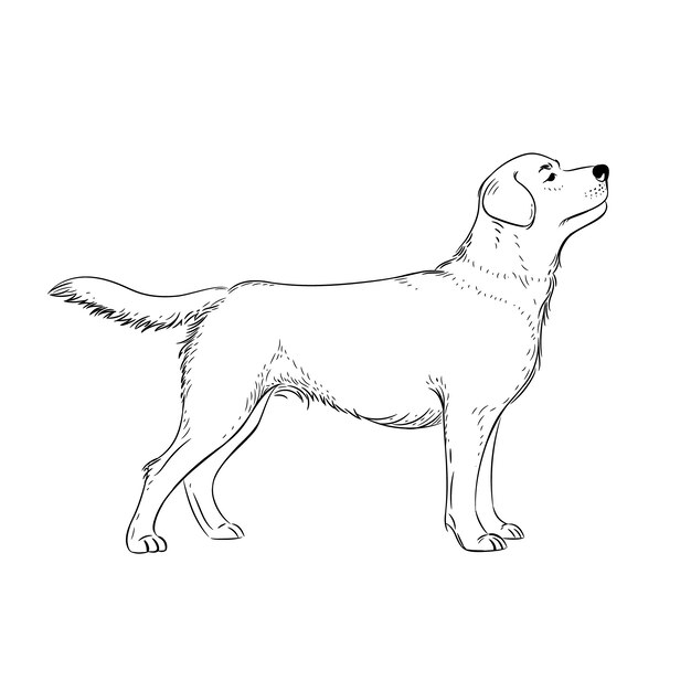 Ilustración del contorno del perro dibujada a mano