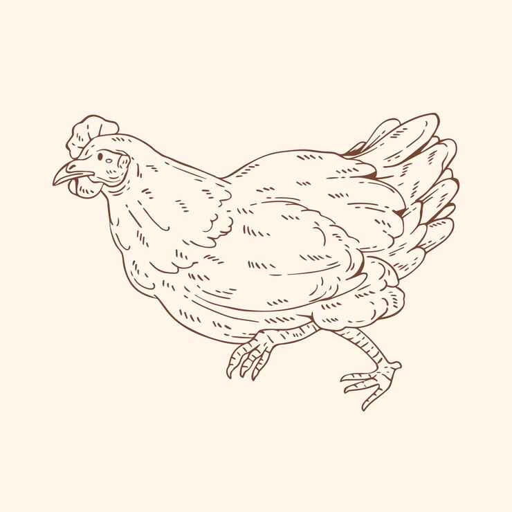 Vector gratuito ilustración de contorno de pollo dibujado a mano
