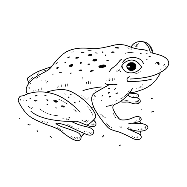 Ilustración del contorno de la rana dibujada a mano