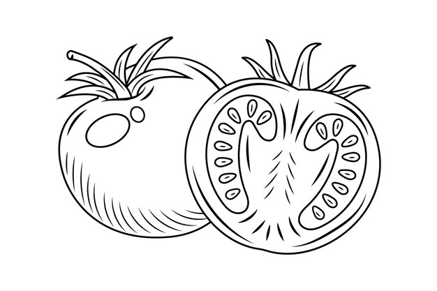 Ilustración de contorno de tomate dibujado a mano