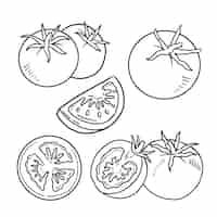 Vector gratuito ilustración del contorno del tomate dibujado a mano