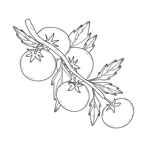 Ilustración del contorno del tomate dibujado a mano