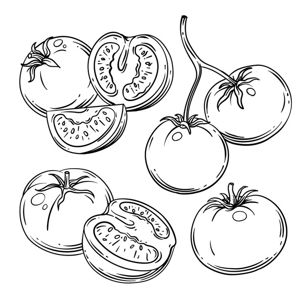 Ilustración del contorno del tomate dibujado a mano