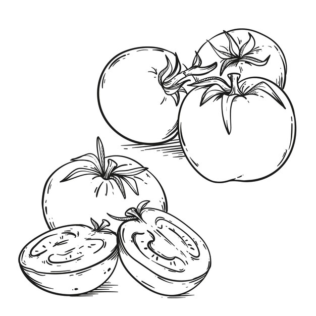 Ilustración de contorno de tomate dibujado a mano