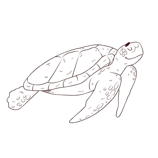 Vector gratuito ilustración de contorno de tortuga dibujada a mano