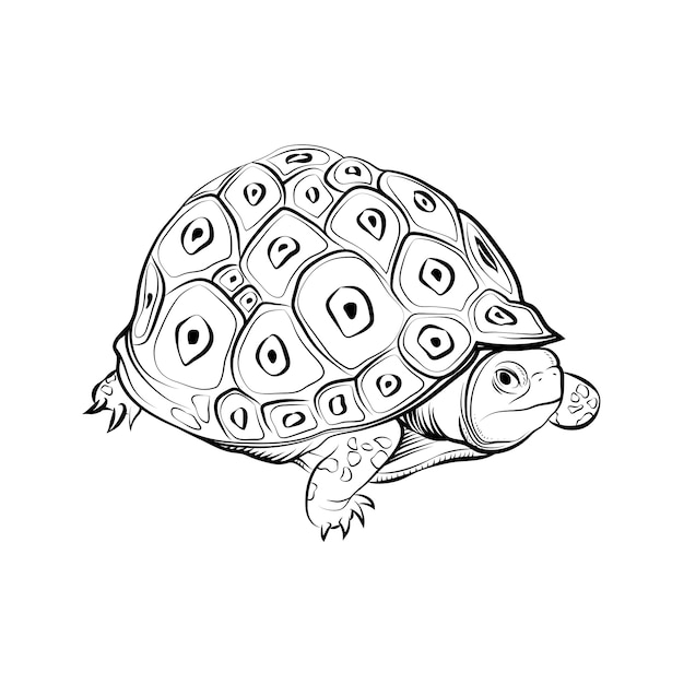 Ilustración de contorno de tortuga dibujada a mano