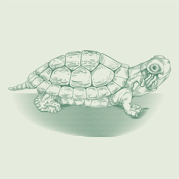 Ilustración de contorno de tortuga dibujada a mano