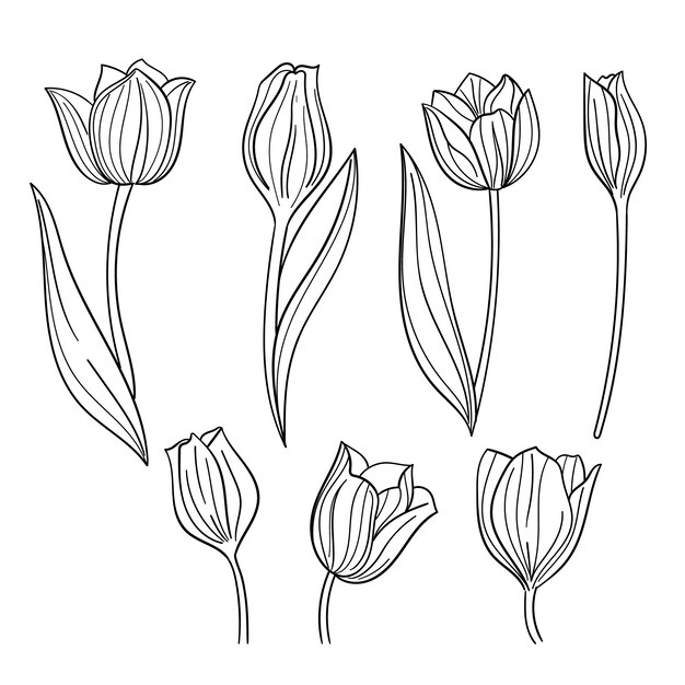 Ilustración de contorno de tulipán dibujado a mano