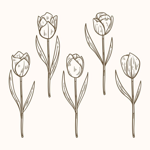 Ilustración de contorno de tulipán dibujado a mano