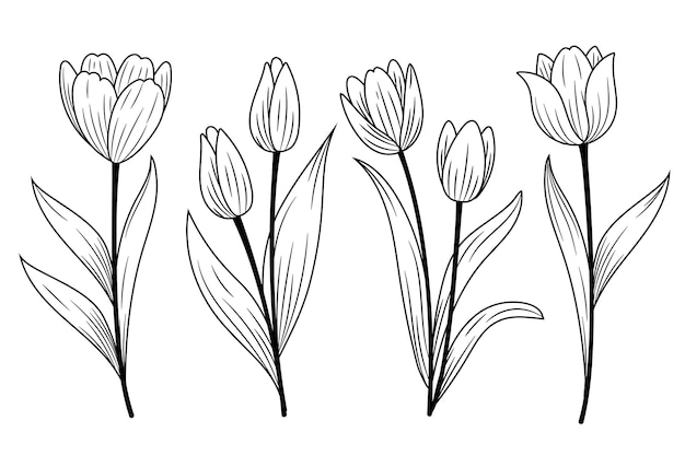 Ilustración de contorno de tulipán dibujado a mano