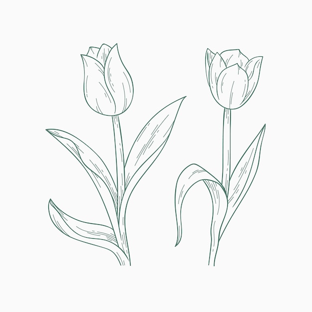 Vector gratuito ilustración de contorno de tulipán dibujado a mano
