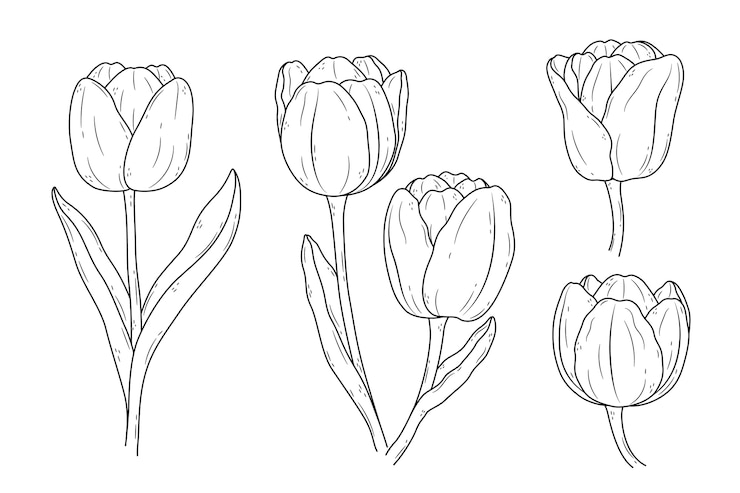 Vector gratuito ilustración de contorno de tulipán dibujado a mano