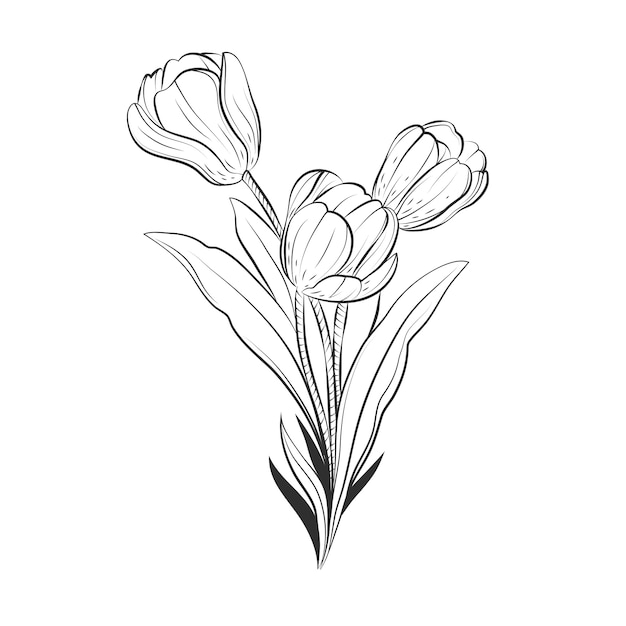Ilustración de contorno de tulipán dibujado a mano