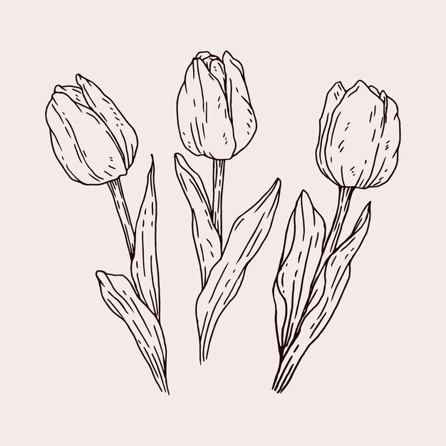 Ilustración de contorno de tulipán dibujado a mano