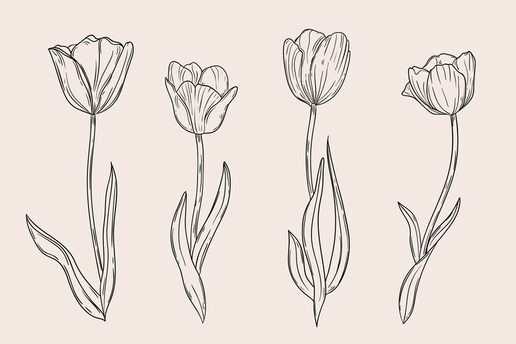 Vector gratuito ilustración de contorno de tulipán dibujado a mano