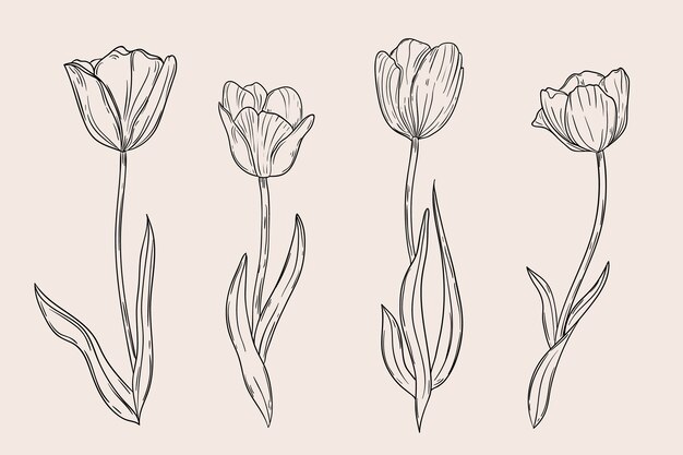 Ilustración de contorno de tulipán dibujado a mano